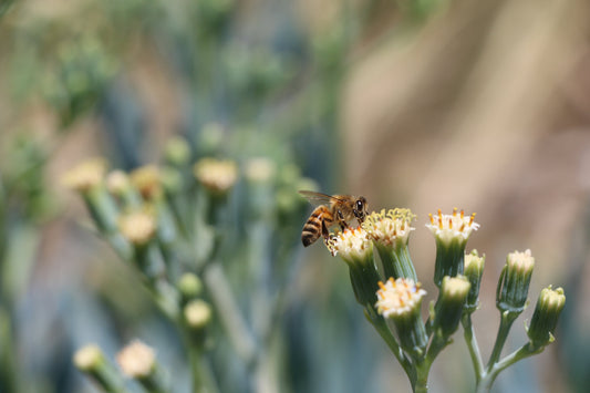 Manuka Honning